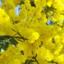 Acacia dealbata Link