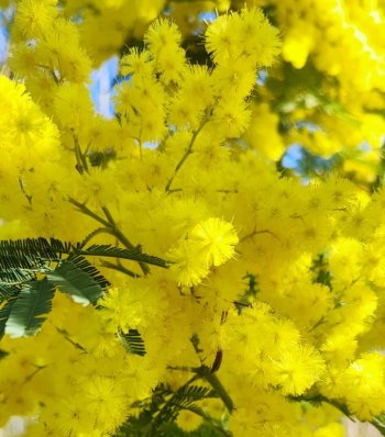Acacia dealbata Link