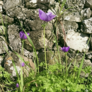 Anemone coronaria L.