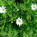 Argyranthemum frutescens L.