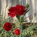 Dianthus caryophyllus