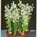Hyacinthus orientalis subsp. orientalis