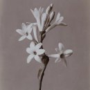 Polianthes tuberosa L.