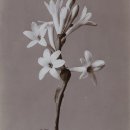 Polianthes tuberosa L.