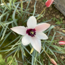 Tulipa clusiana